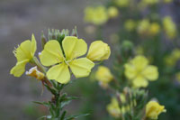 Foto: Gele bloemen